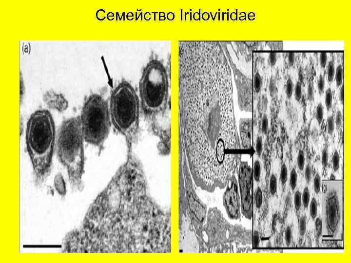 Семейство Iridoviridae 