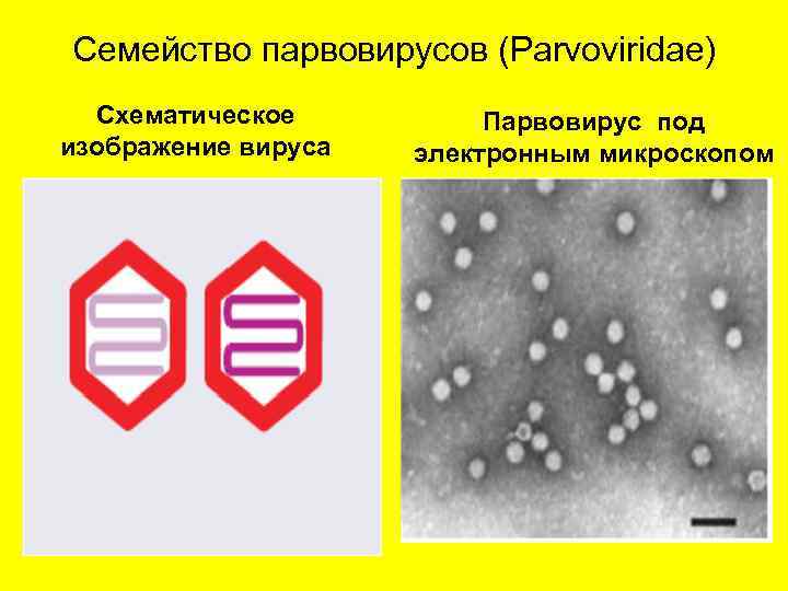 Семейство парвовирусов (Parvoviridae) Схематическое изображение вируса Парвовирус под электронным микроскопом 