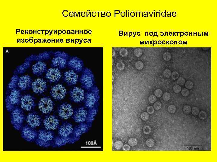 Семейство Poliomaviridae Реконструированное изображение вируса Вирус под электронным микроскопом 