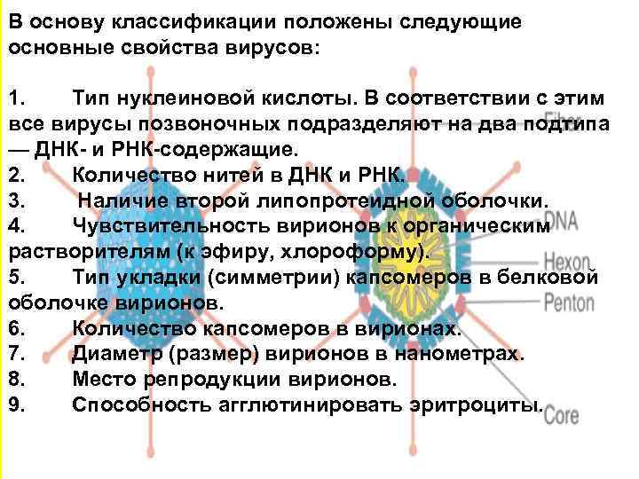 В основу классификации положены следующие основные свойства вирусов: 1. Тип нуклеиновой кислоты. В соответствии