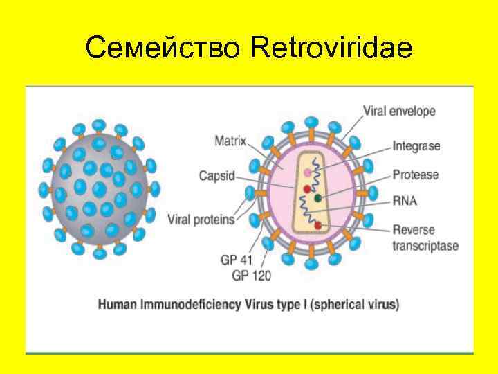 Семейство Retroviridae 