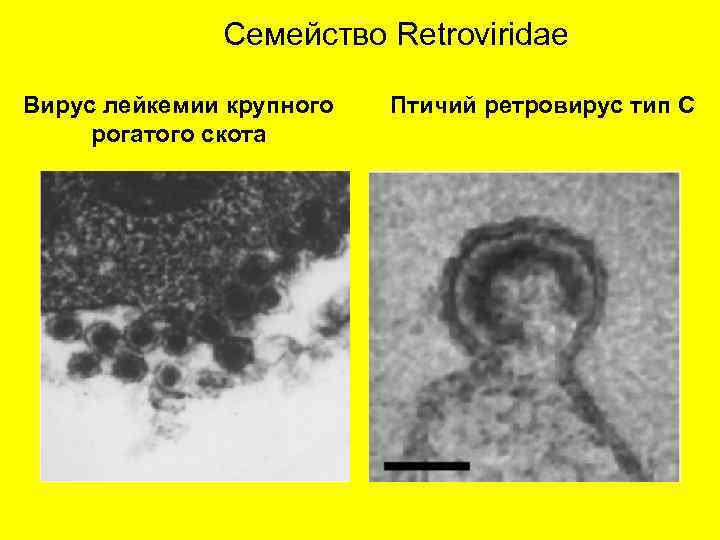 Семейство Retroviridae Вирус лейкемии крупного рогатого скота Птичий ретровирус тип С 