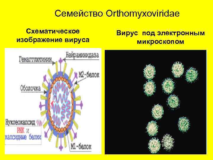 Семейство Orthomyxoviridae Схематическое изображение вируса Вирус под электронным микроскопом 