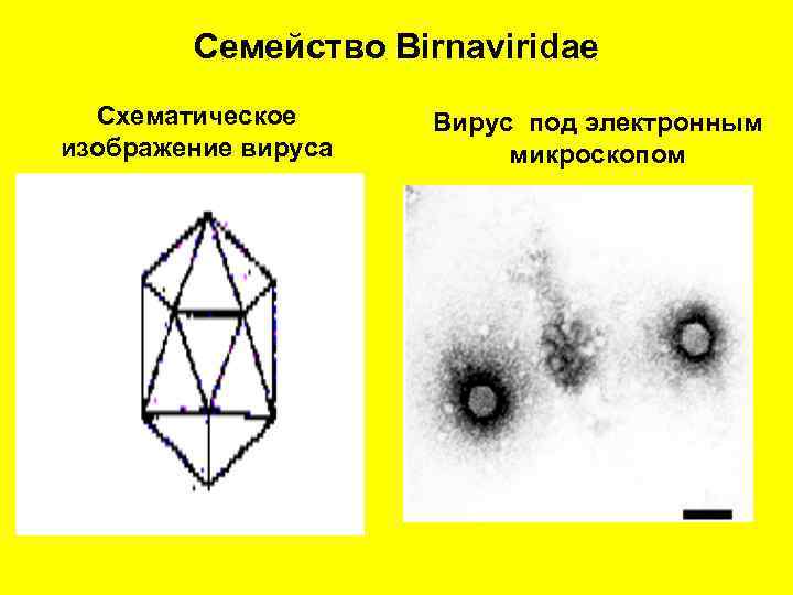 Семейство Birnaviridae Схематическое изображение вируса Вирус под электронным микроскопом 