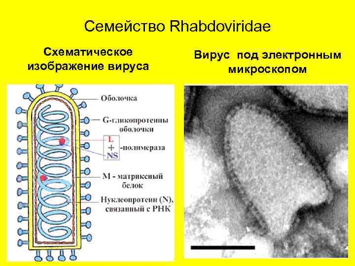 Семейство Rhabdoviridae Схематическое изображение вируса Вирус под электронным микроскопом 