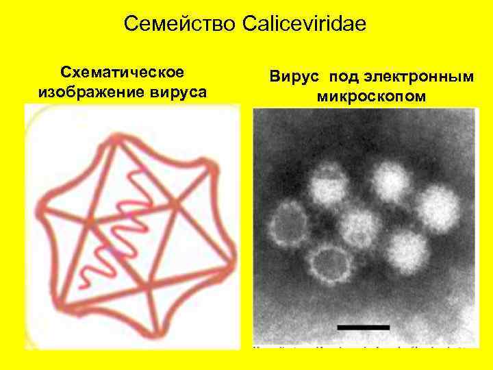 Семейство Caliceviridae Схематическое изображение вируса Вирус под электронным микроскопом 