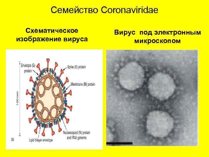 Семейство Coronaviridae Схематическое изображение вируса Вирус под электронным микроскопом 