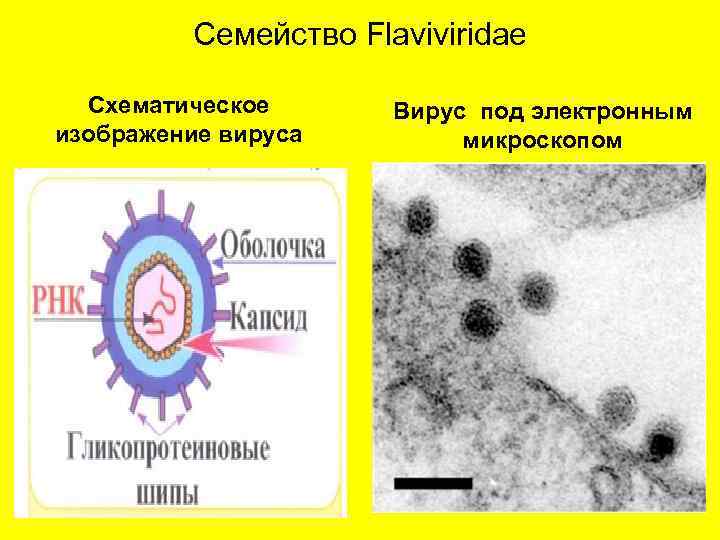 Флавивирусы микробиология презентация