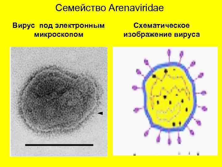 Семейство Arenaviridae Вирус под электронным микроскопом Схематическое изображение вируса 