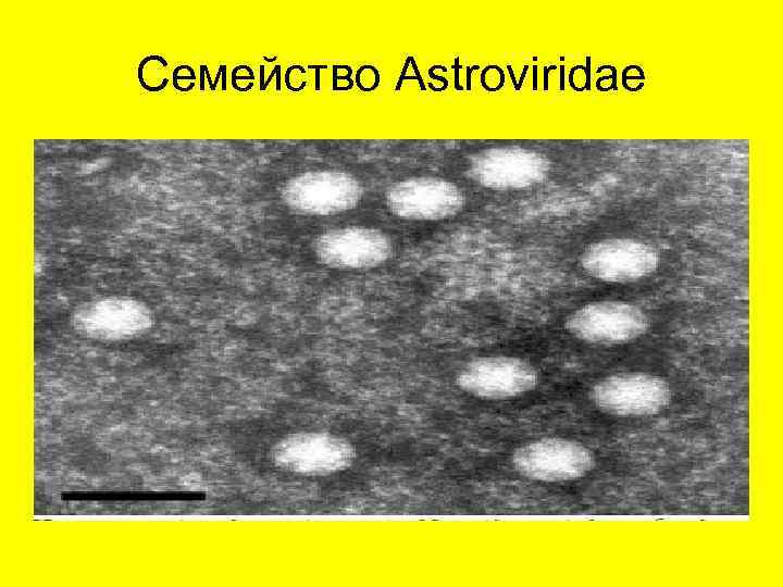 Семейство Astroviridae 