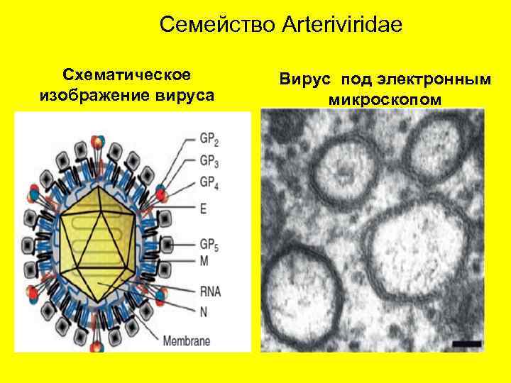 Семейство Arteriviridae Схематическое изображение вируса Вирус под электронным микроскопом 