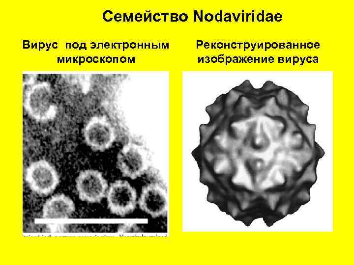 Семейство Nodaviridae Вирус под электронным микроскопом Реконструированное изображение вируса 