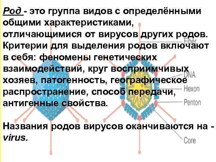 Род - это группа видов с определёнными общими характеристиками, отличающимися от вирусов других родов.