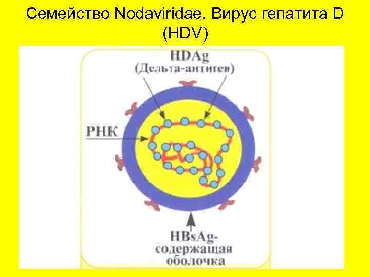 Семейство Nodaviridae. Вирус гепатита D (HDV) 