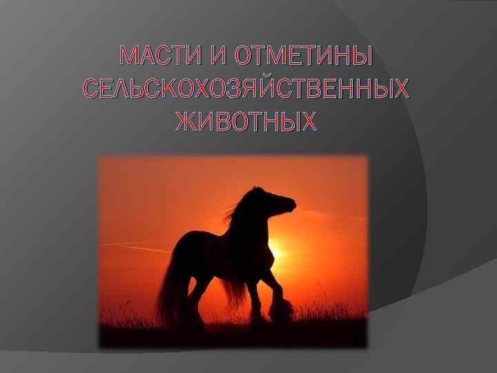 МАСТИ И ОТМЕТИНЫ СЕЛЬСКОХОЗЯЙСТВЕННЫХ ЖИВОТНЫХ 