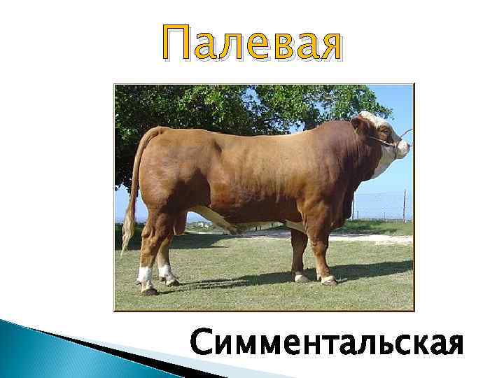 Палевая Симментальская 