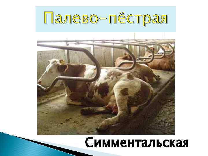 Палево-пёстрая Симментальская 