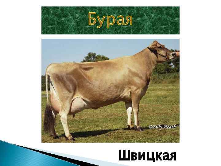 Бурая Швицкая 
