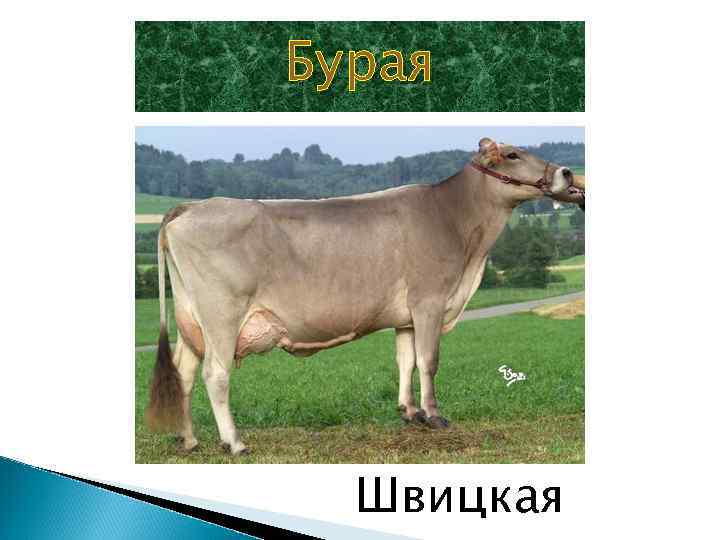 Бурая Швицкая 