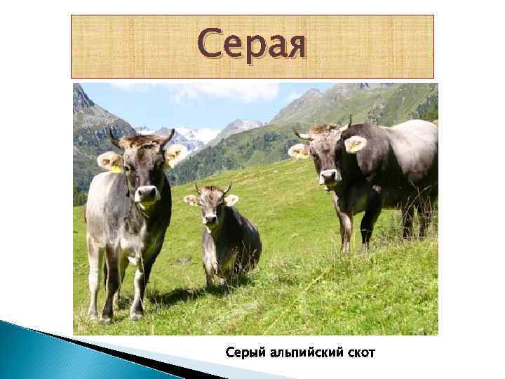 Серая Серый альпийский скот 