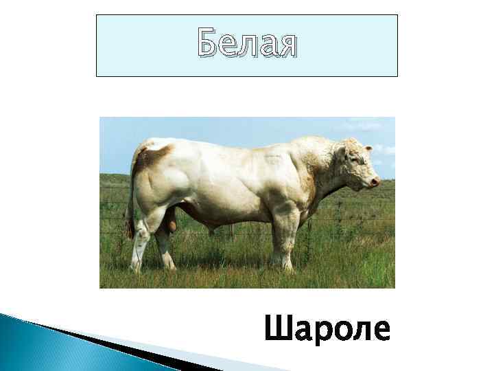 Белая Шароле 