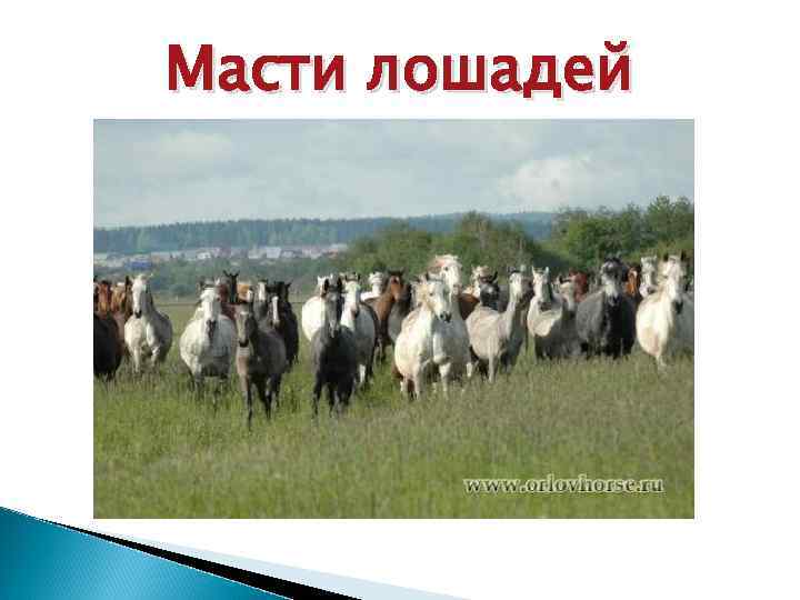 Масти лошадей 