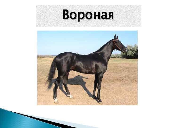 Вороная 