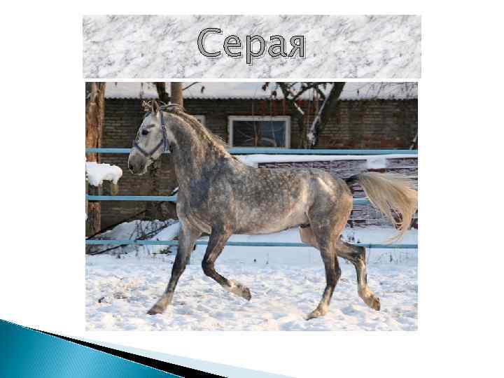 Серая 