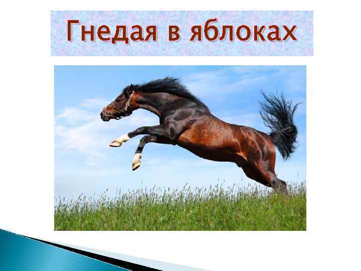 Гнедая в яблоках 