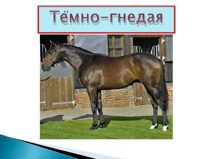 Тёмно-гнедая 