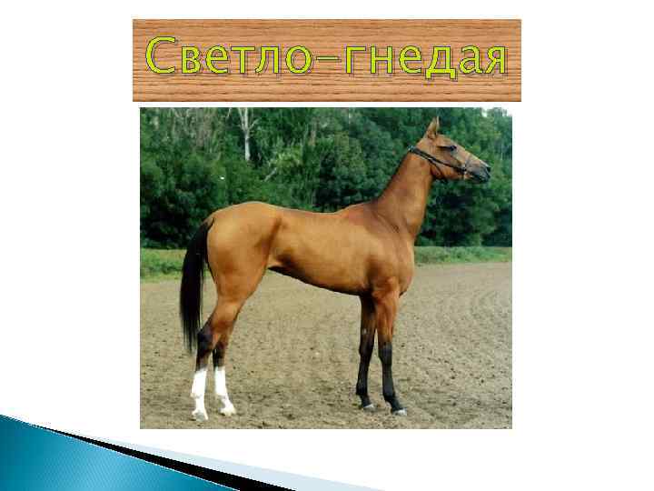 Светло-гнедая 