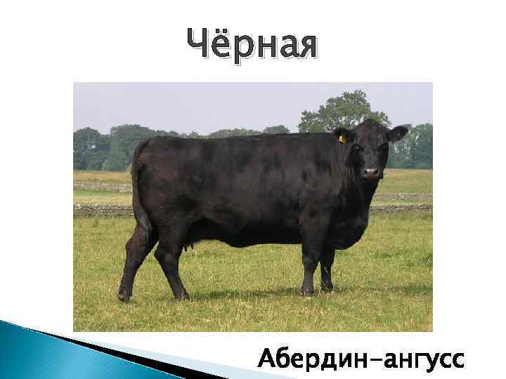 Чёрная Абердин-ангусс 