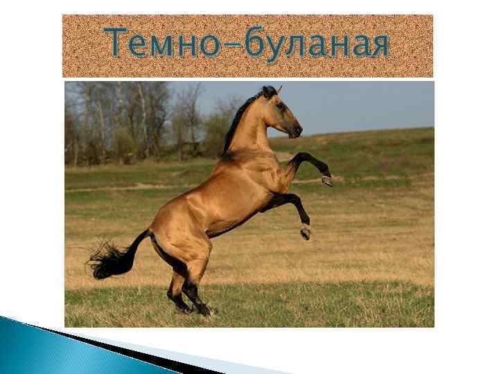 Темно-буланая 