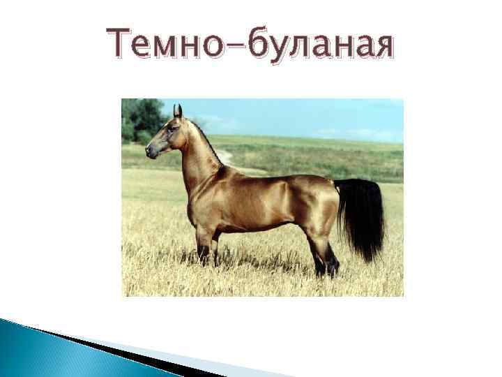 Темно-буланая 