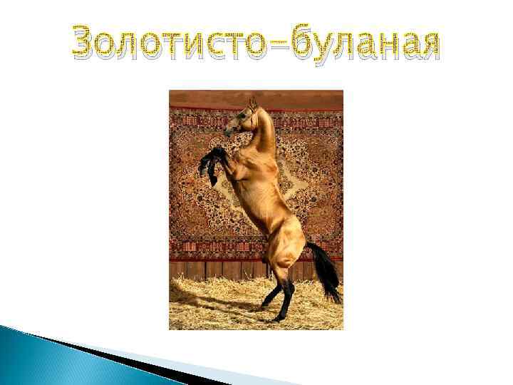 Золотисто-буланая 