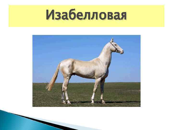 Изабелловая 