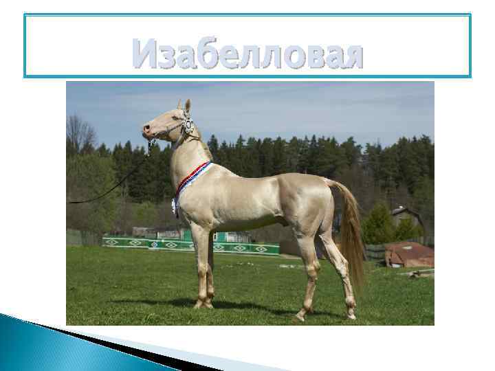 Изабелловая 