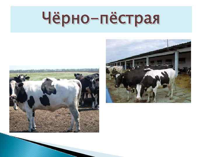 Чёрно-пёстрая 