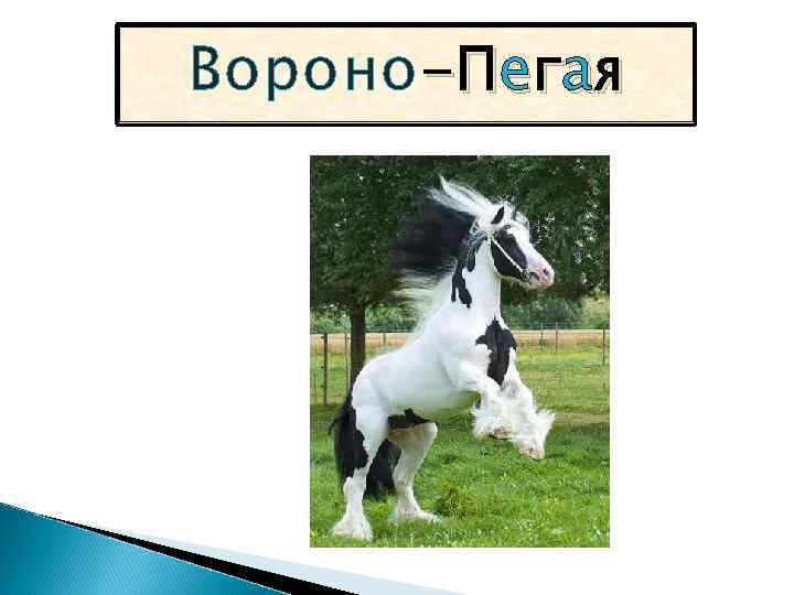 Вороно -Пегая 