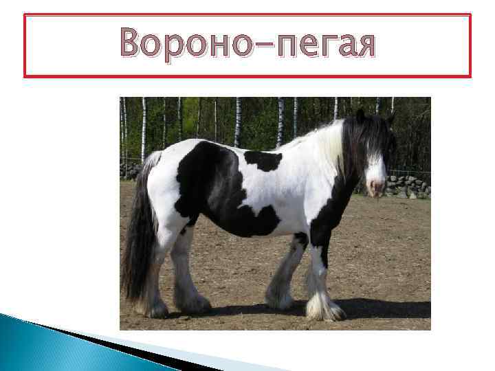 Вороно-пегая 