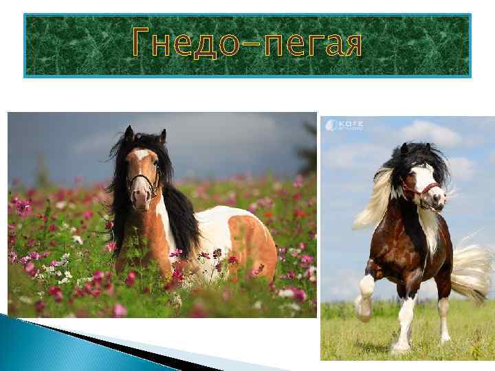 Гнедо-пегая 