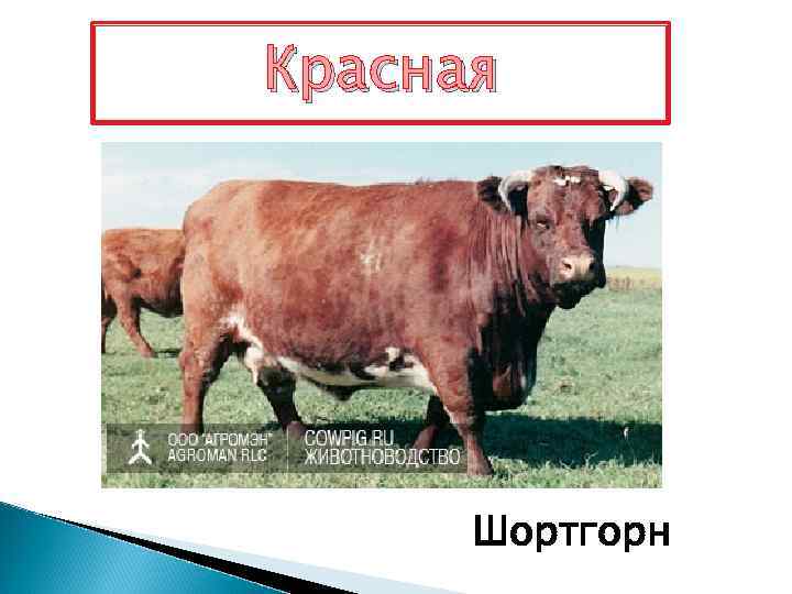 Красная Шортгорн 