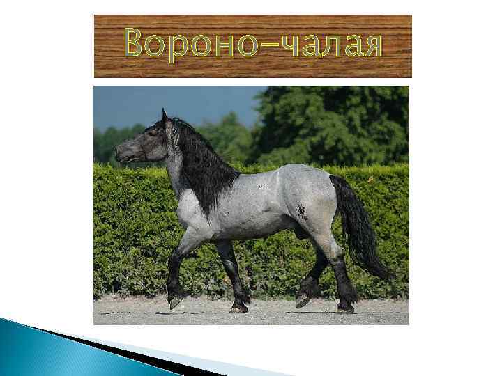 Вороно-чалая 