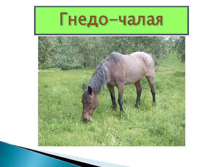 Гнедо-чалая 