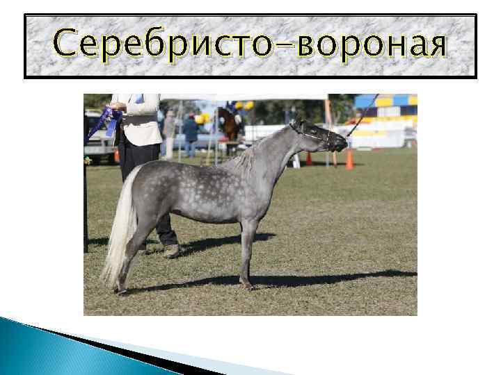 Серебристо-вороная 