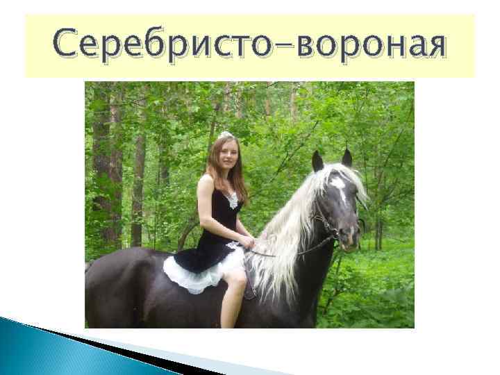 Серебристо-вороная 