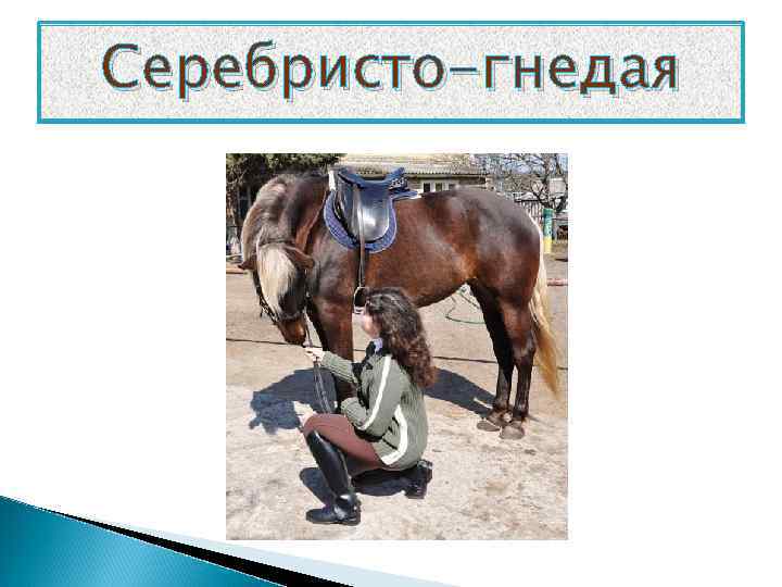 Серебристо-гнедая 