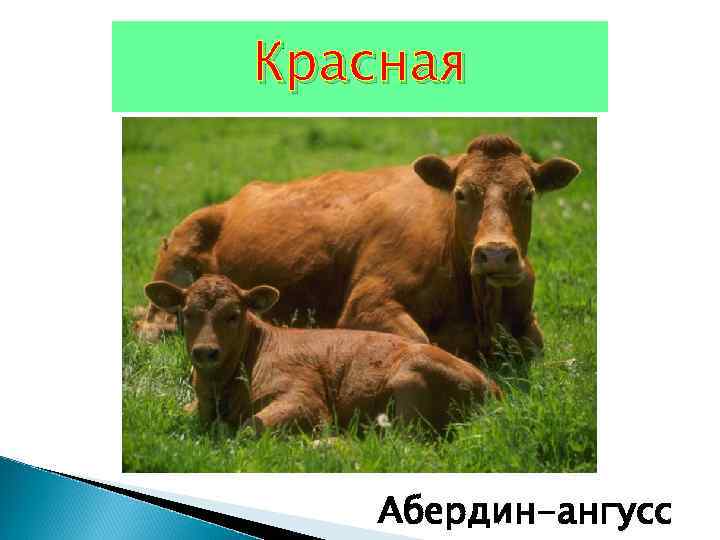 Красная Абердин-ангусс 