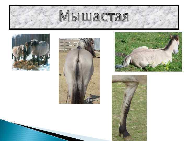 Мышастая 