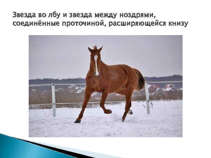 Звезда во лбу и звезда между ноздрями, соединённые проточиной, расширяющейся книзу 